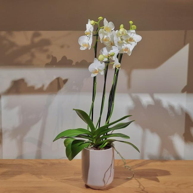 Phalaenopsis 2